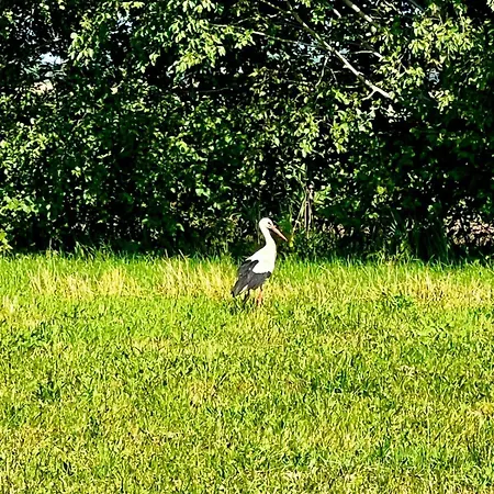 Blisko Natury - W Sztutowie بيت للعطل