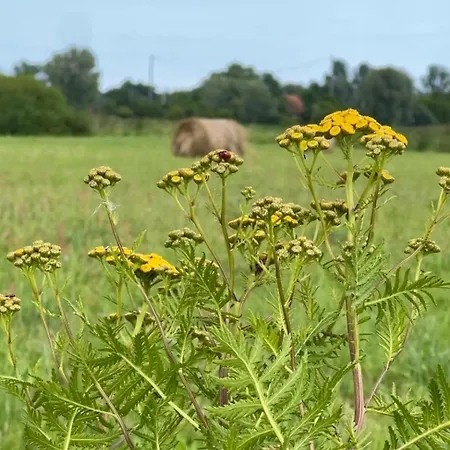 Сasa de vacaciones Blisko Natury - W Sztutowie