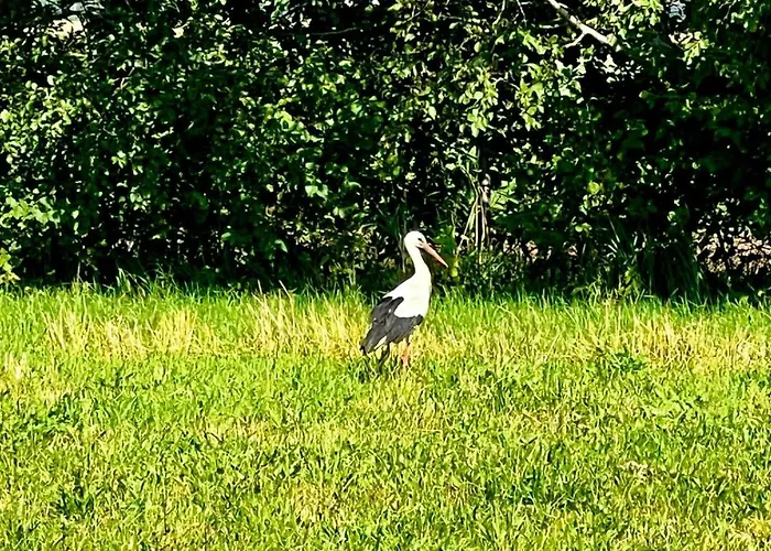 Blisko Natury - W Sztutowie 펜션