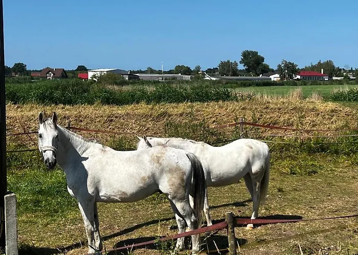 Blisko Natury - W Sztutowie *