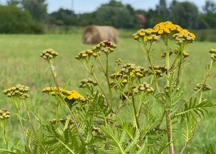 펜션 Blisko Natury - W Sztutowie